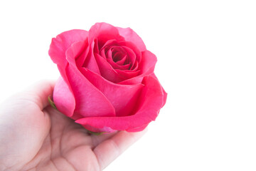 image of flower hand white background 