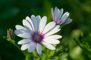 Obraz premium White osteospermum flower in the garden. Soft focus.