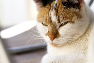 Cat with tricolor hair portrait.