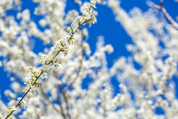 White flowers bloom in the trees. Spring landscape with blooming sakura tree. Beautiful blooming garden on a sunny day. Copy space for text.