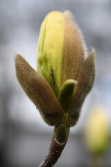 Magnolia © Kasia R.