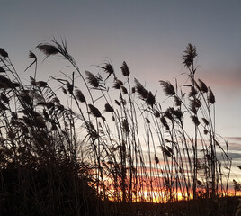 Sunset in the pampa grass