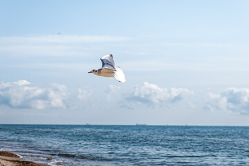 Black Sea, sand, seagulls, nature