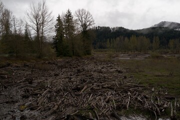 morning in the woods