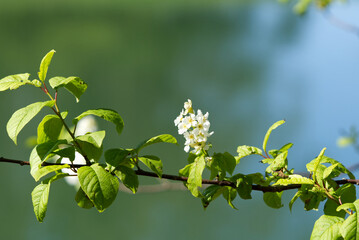 Spring flowering on green trees.