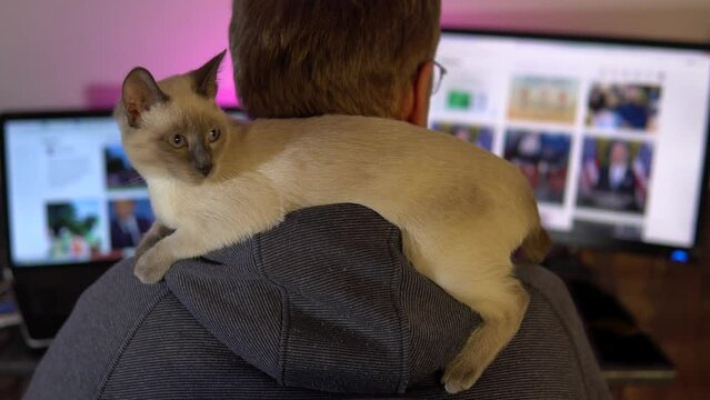 Thai kitten sits on the shoulders of a man. Man browsing social media on laptop and computer monitor, rear view.