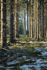 A sunny forest path