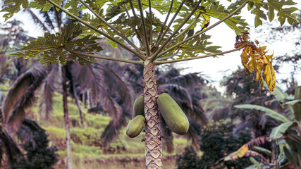 Papaya fruit on the tree in the jungle, Bali