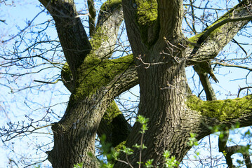 Unusual tree covered with moss.