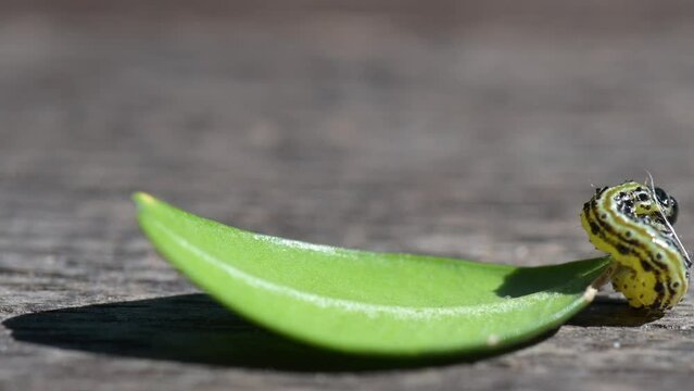 Buchsbaumz&uuml;nsler Raupe auf Buschsbaumblatt - Cydalima perspectalis