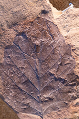 Fossilized leaf. Selective focus. Close-up, background and texture
