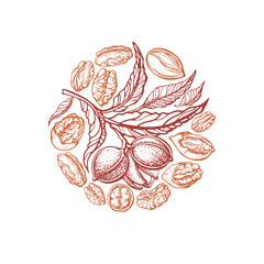 Fototapeta Pecan nuts. Vector circle symbol. Engraving plant obraz