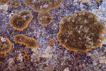 Top down view of yellow-brown lichen, growing on stone. Close-up. Natural background.