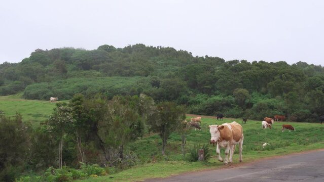 The cow split from the herd and slowly walking along the road. A cow walks by and looks into the camera