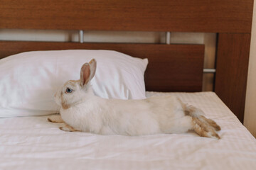 White decorative rabbit on the bad