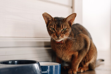 Ginger Abyssinian cat near his bowls