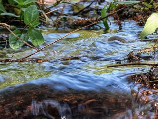 Small stream of water dragging parts of the natural vegetation.