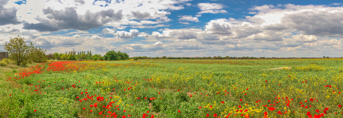 Clouds in the blue sky above the poppy field