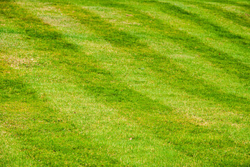 Fototapeta na wymiar Parallel lines mowed grass in park as background