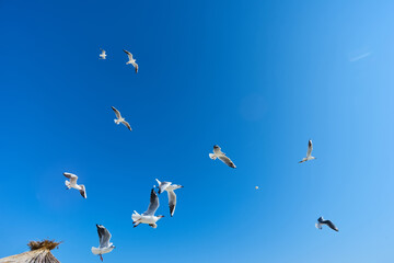 Flock of birds in sky