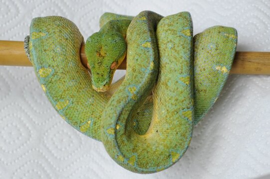 green snake on a branch