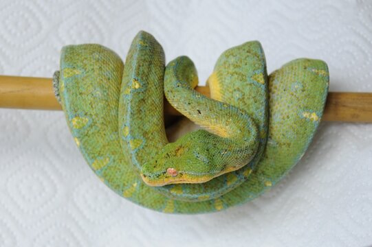 green snake on a branch
