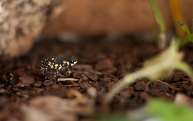 frog on the ground