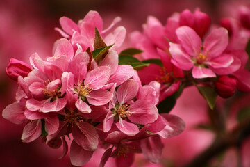 pink blossom