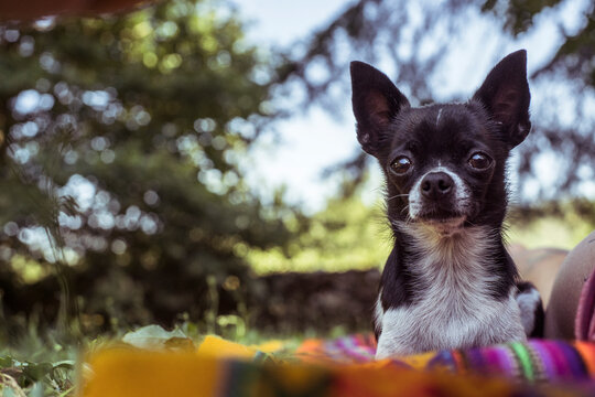 Small chihuahua dog sits in nature