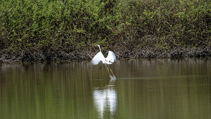 white heron takes off
