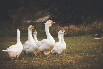 A flock of white geese grazes on a green meadow. Medium plan.