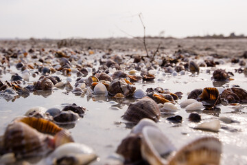 Obraz premium Lots of seashells on an empty beach