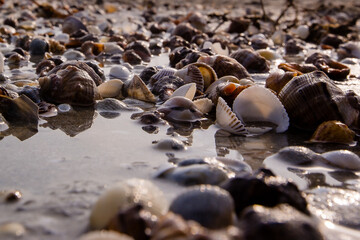 Lots of seashells on an empty beach