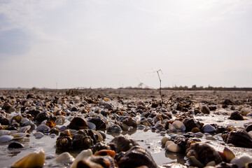 Lots of seashells on an empty beach