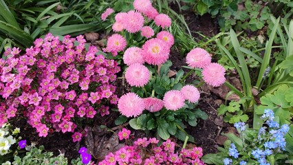Blühende Blumen, Blumenbeet, Vorgarten, Deutschland