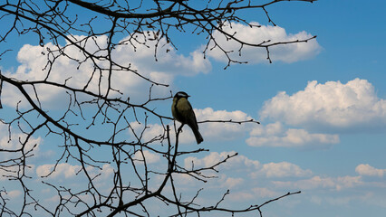 Tit observes the surroundings on a tree branch