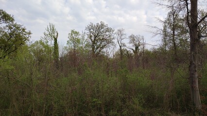 Karlsruhe Rheindamm Rheinauen Fermasee