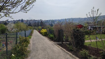 Karlsruhe Durlach Kleingärten, blühende Bäume