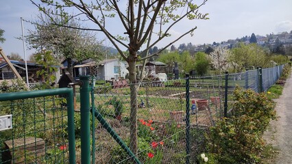 Karlsruhe Durlach Kleingärten, blühende Bäume