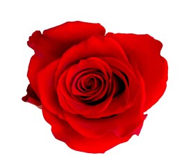 red rose flower isolated