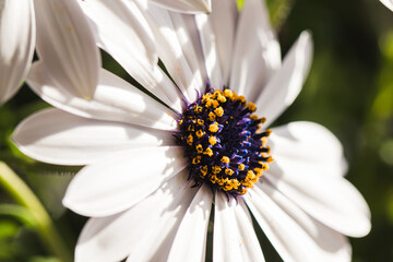 Margerite, weiße Blüte mit Blütenstaub