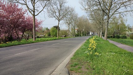 Karlsruhe Durlach Kleingärten, blühende Bäume
