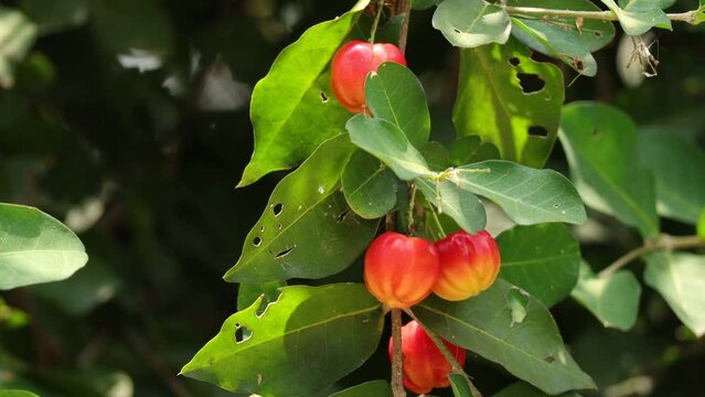 Close up of Tropical fruit Pitanga (eugenia uniflora) Suriname cherry, Cayenne cherry on tree in the garden. 