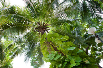 Palm Tree in Benjakitti Park in Bangkok