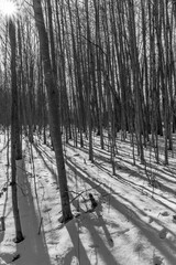 Shadow of the Trees