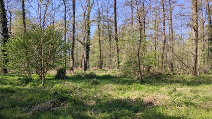 Grötzingen Baggersee, See im Wald Deutschland
