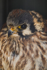 American Kestrel