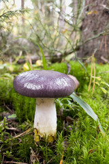 inedible mushroom in the forest, with a purple hat