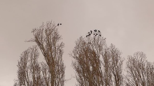 Songbirds | starlings on the trees (poplar tree) in the countryside.
Starlings are migratory birds at the beginning of spring they came to large numbers in the city of Erzurum in Turkey.
Bird, sparrow