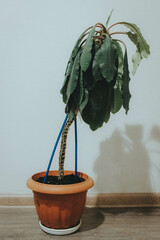 a green flower in a pot in the room is on the floor